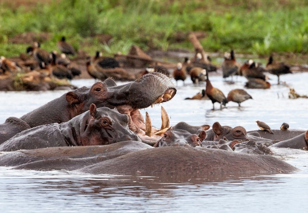 serengeti timeless (10)