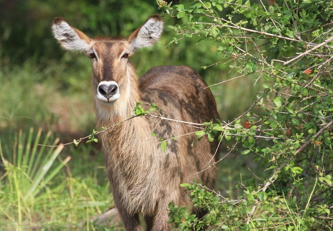 serengeti timeless (14)