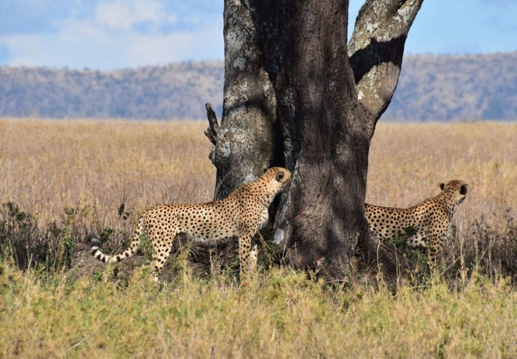 serengeti timeless (17)