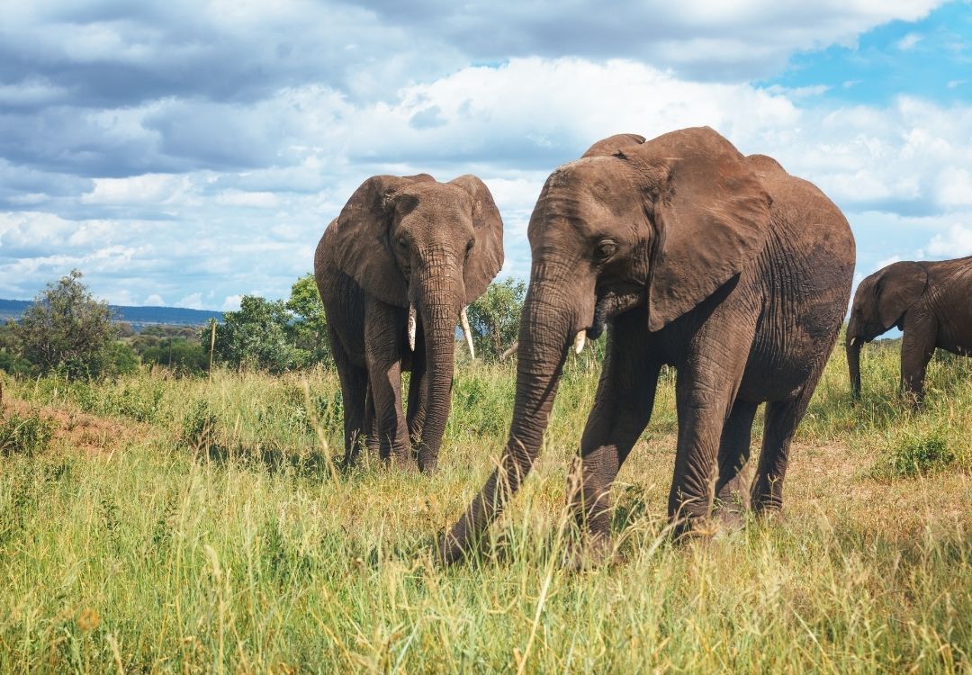 serengeti timeless (2)