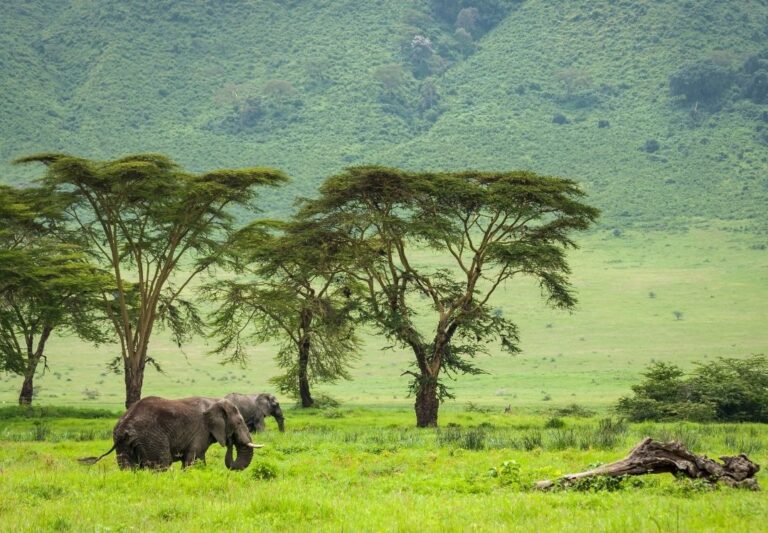 serengeti timeless (25)