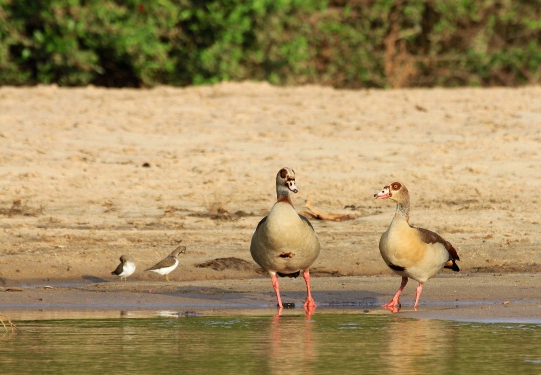 serengeti timeless (30)