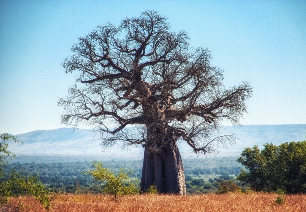 serengeti timeless (33)