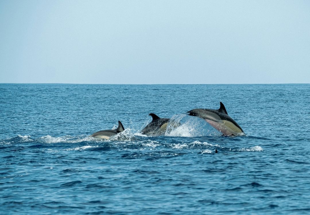 serengeti timeless (34)