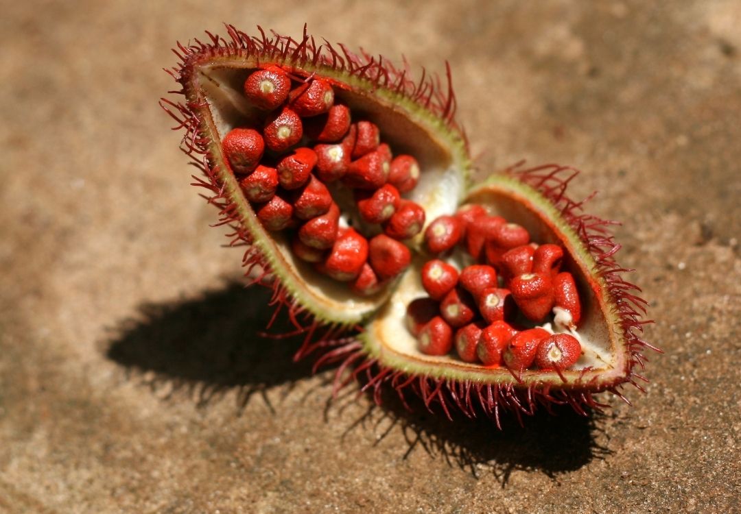 serengeti timeless (40)