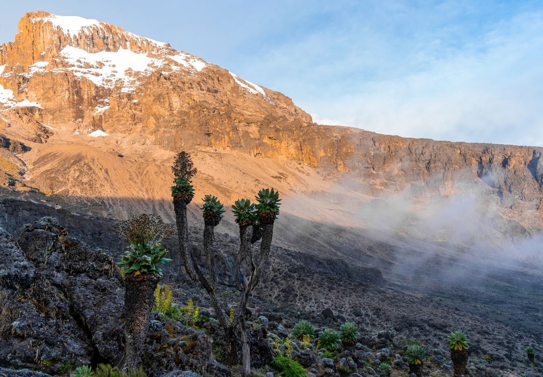 serengeti timeless (46)