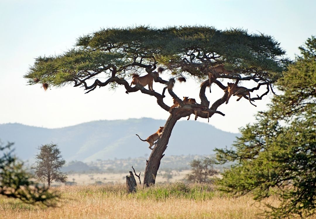 serengeti timeless