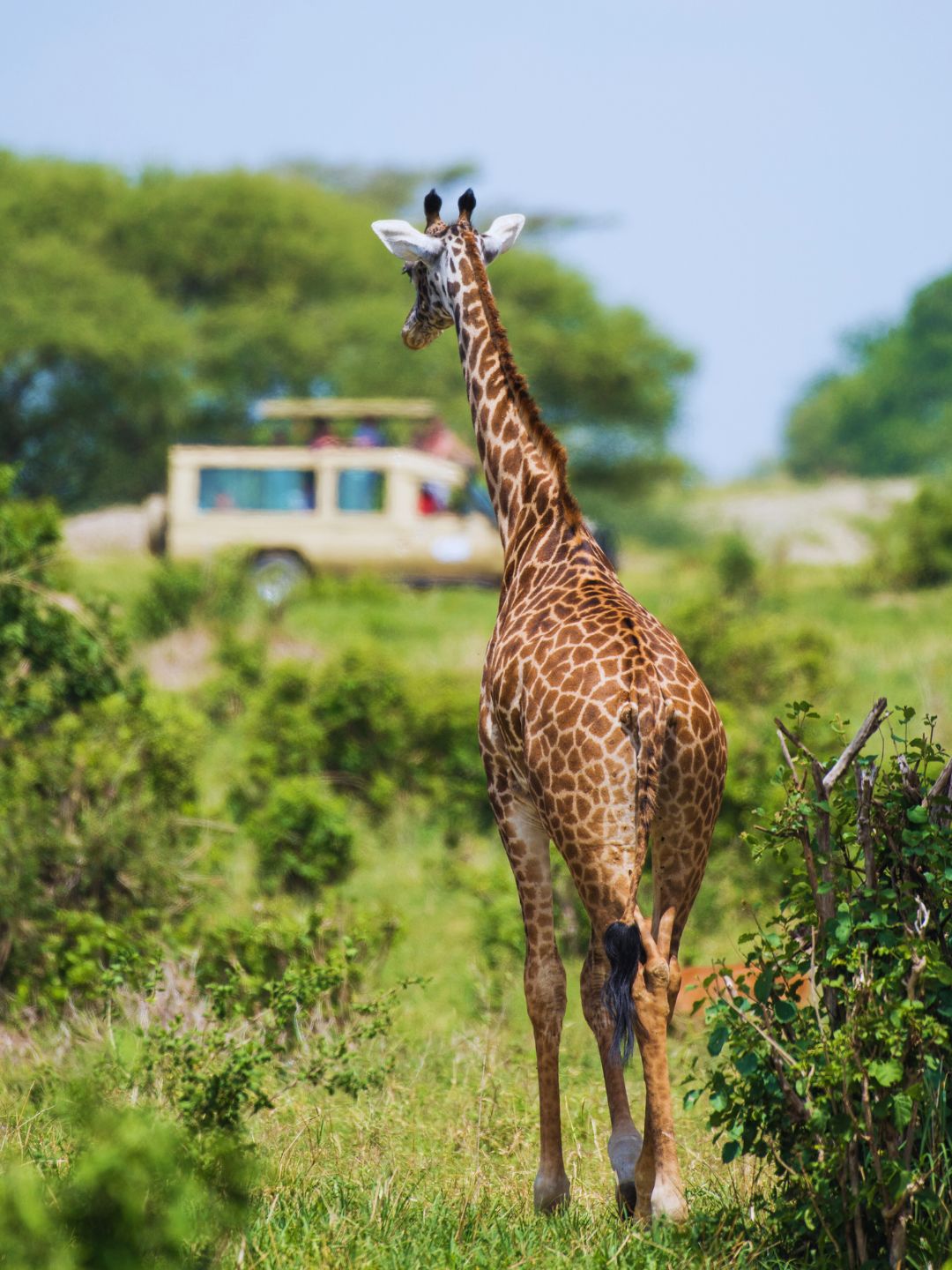 serengeti timeless safari(1)